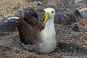 3584 Adult albatross